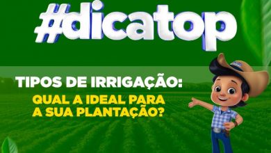 Tipos de irrigação: qual a ideal para a sua plantação?