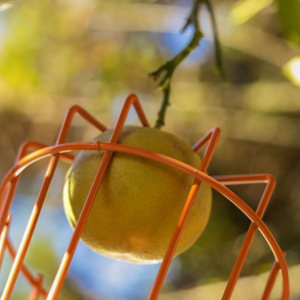 Colhedor de Frutas Pequeno Metálico Sem Cabo Tramontina 
