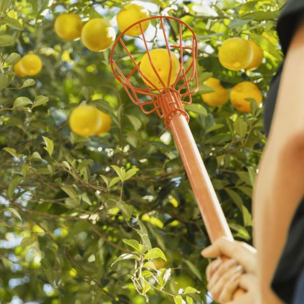 Colhedor de Frutas Pequeno Metálico Sem Cabo Tramontina 