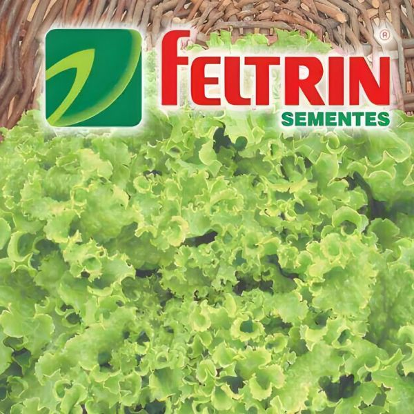 Semente de Hortaliça Alface Monica 700Mg Feltrin