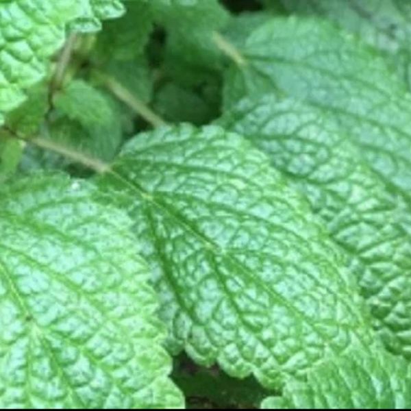 Semente De Erva Cidreira Rosa de ouro 
