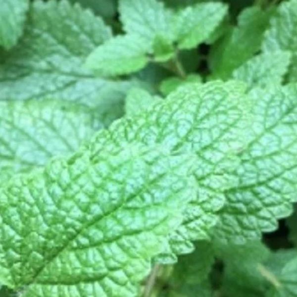 Semente De Erva Cidreira Rosa de ouro 