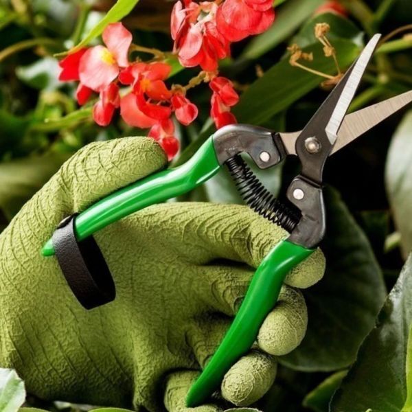 Tesoura para Colheita TS 803-B 18,5cm Trapp
