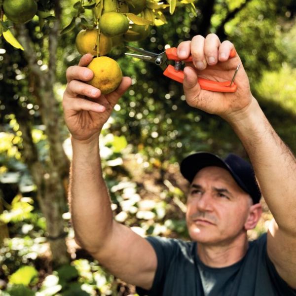 Tesoura para Frutas com Cabo Plástico Tramontina 