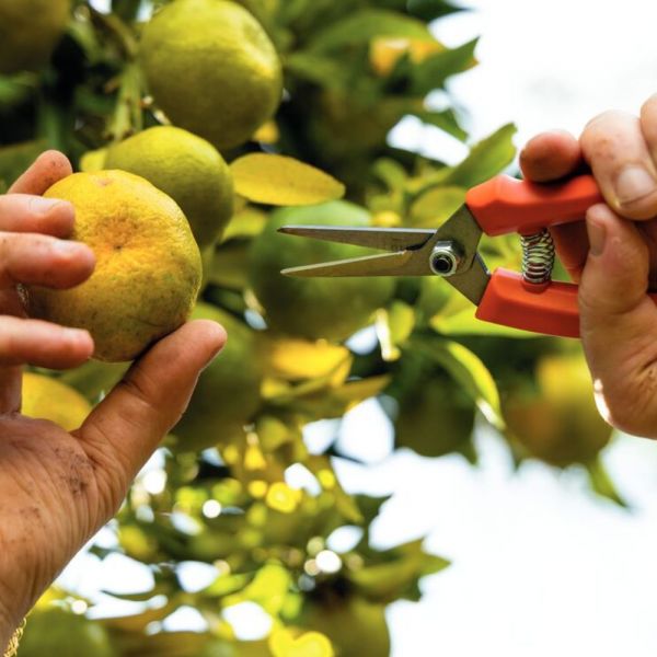 Tesoura para Frutas com Cabo Plástico Tramontina 